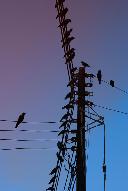 Birds on a wire.jpg