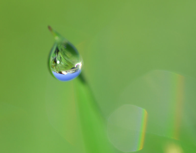 Dew2.jpg