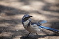 Western Scrub Jay