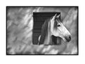 WindowStallion.jpg