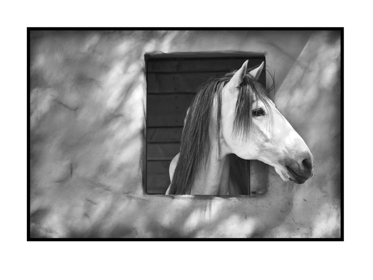 WindowStallion.jpg