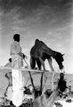 Camel fair