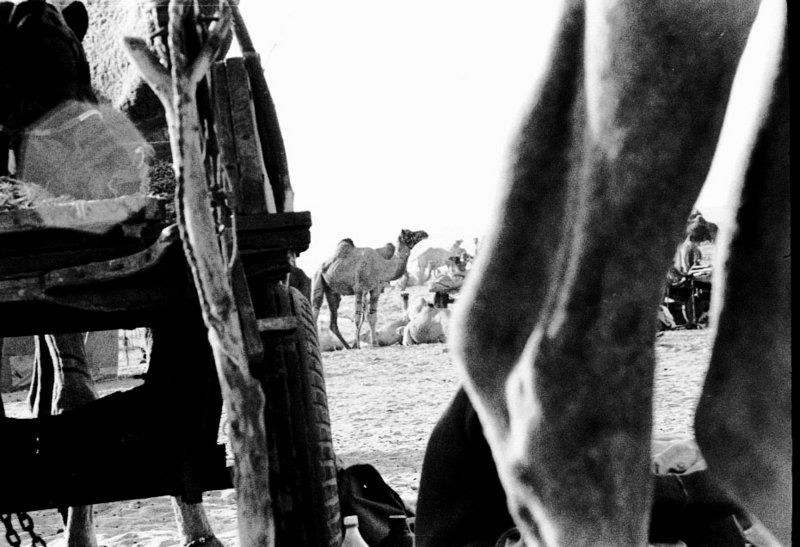 Camels