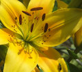 Flower and Bug