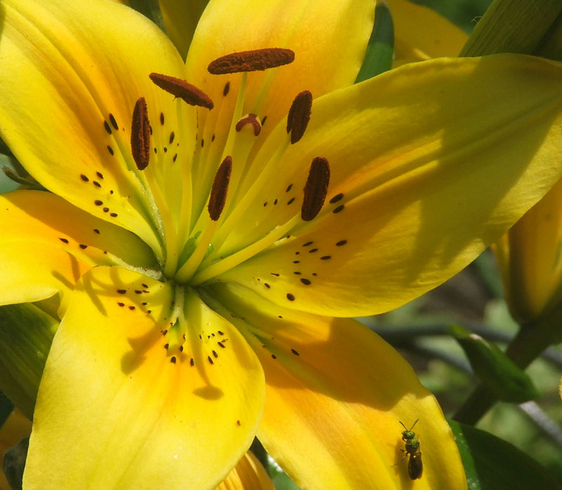 Flower and Bug