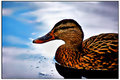 Duck (by HarryY)