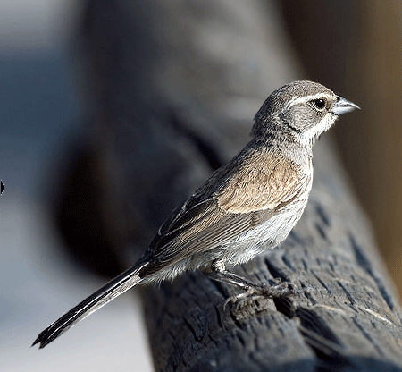Sparrow (by Frankie_Lv)  