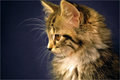 kitten