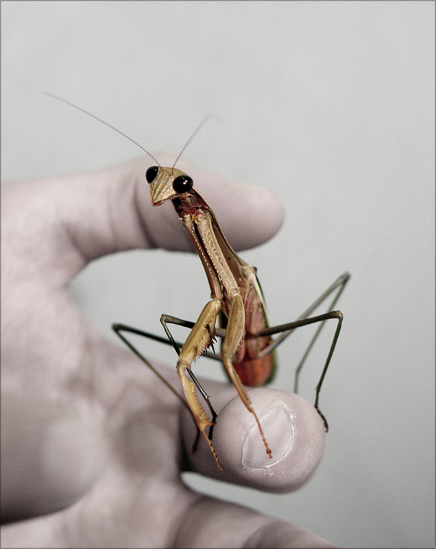 mantis