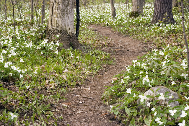Trillium Path