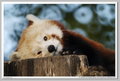 Tamron SP 500mm f/8