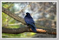 Nikkor 300mm f/4.5 AI