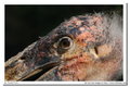 MC 3M-5CA 500mm f/8