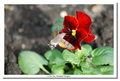 Butterfly feeder