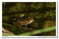 Meyer-Orestegor 200mm f/4