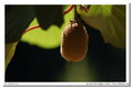 Meyer-Orestegor 200mm