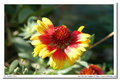 Tamron SP 300mm