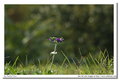 Isco-Göttingen Westanar 135mm