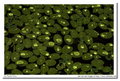 Meyer-Optik Görlitz Trioplan N 100mm f/2.8