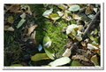 Meyer-Optik G&ouml;rlitz Lydith 30mm