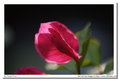 Tamron SP 70-210mm