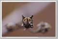 Kiron 105mm f/2.8 macro