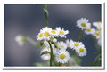 Vivitar 200mm f/3.5