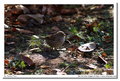 Carl Zeiss Jena Sonnar 300mm
