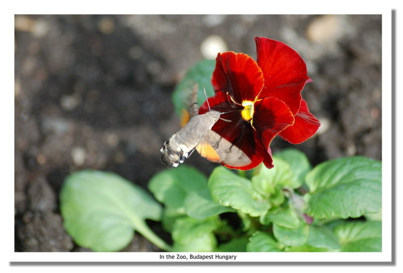 Butterfly feeder