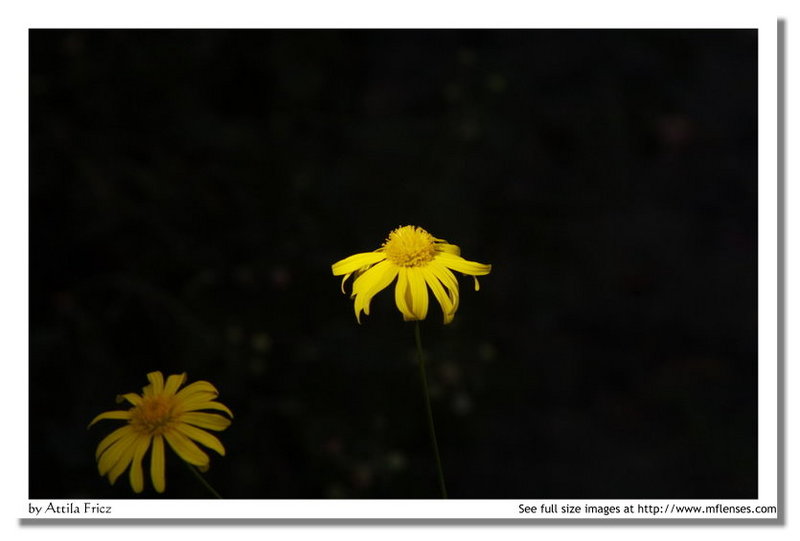 Sigma 200mm