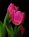 Buzzed Tulips