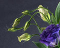 Snake Flower