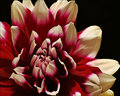 Dahlia