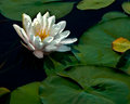 Water lily