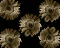 Sepia Gerbers