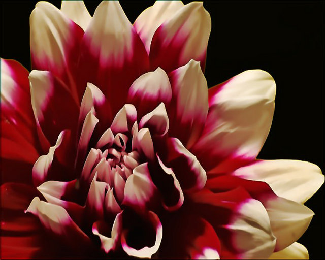 Dahlia