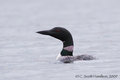 Loon