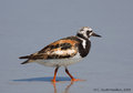 Ruddy Turnstone