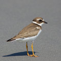 Juvenile Semipalmated Plover