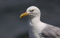 Gull