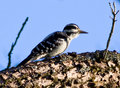 Female Hairy Woodpecker