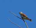 Kestrel
