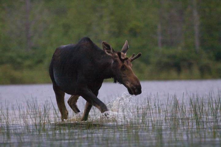 Moose