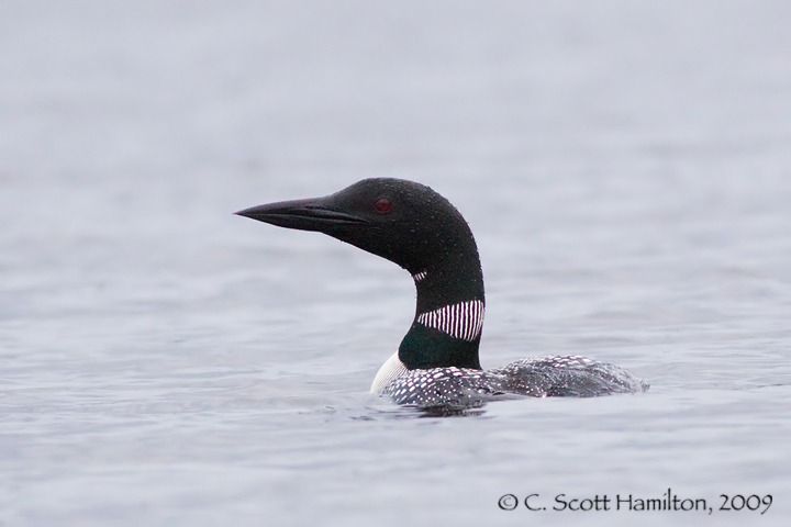 Loon