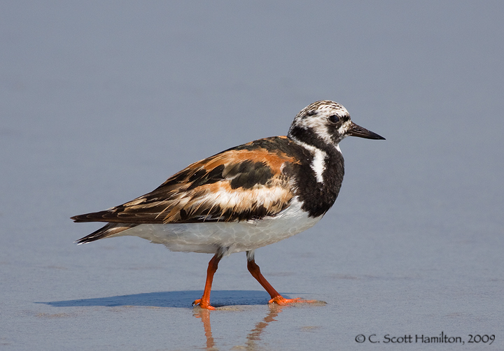 Ruddy Turnstone