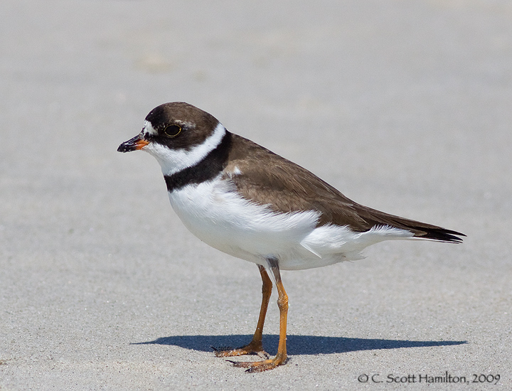 Semipalmated Plover