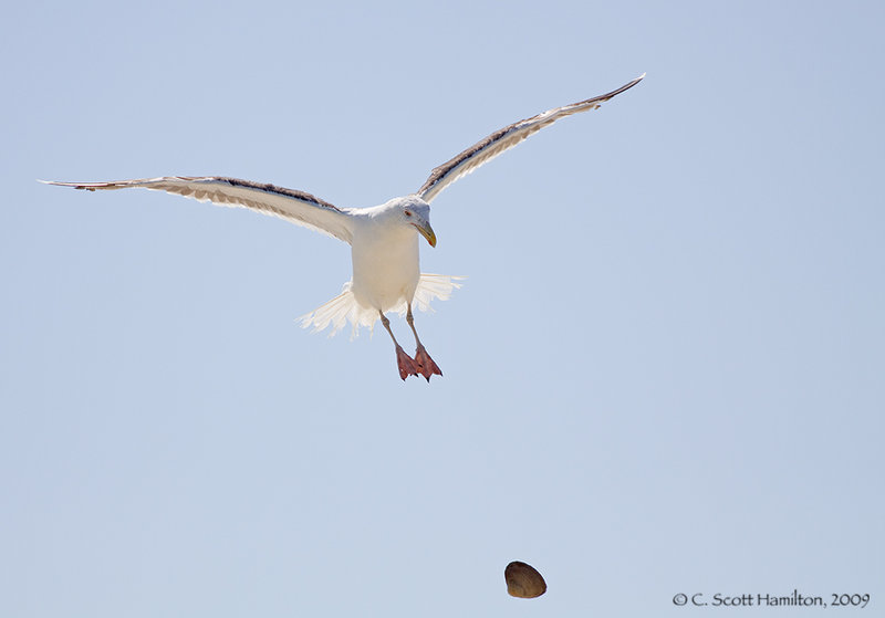 Gull Dropping Clam