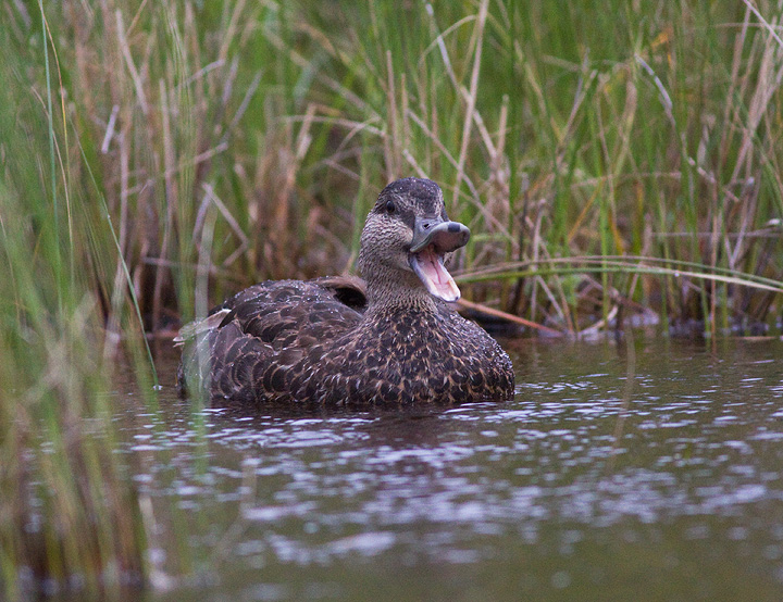 Black Duck