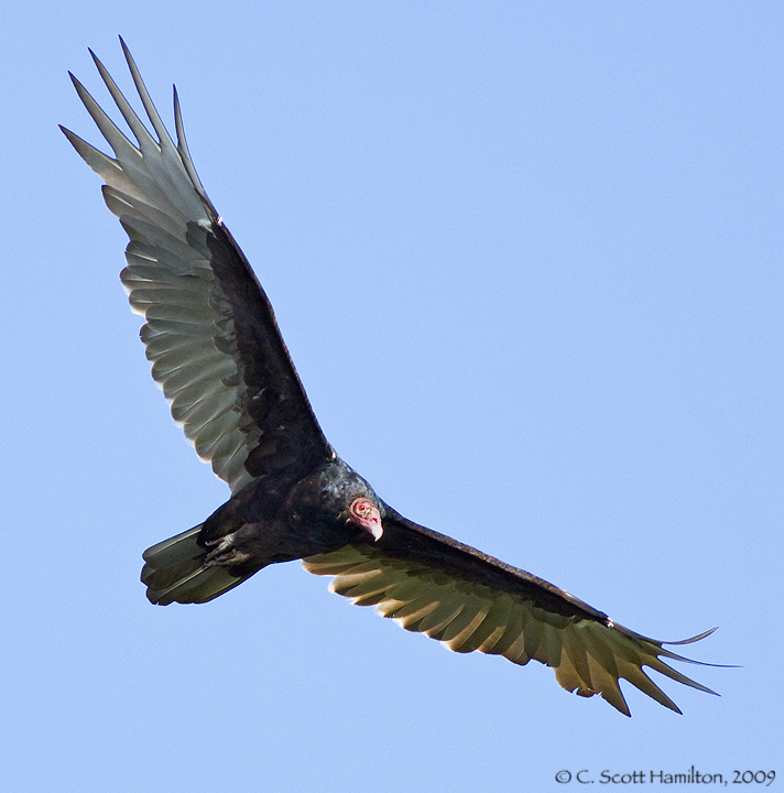 Turkey Vulture