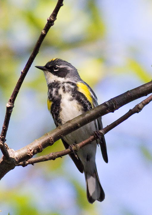 Yellow Rumped Warbler